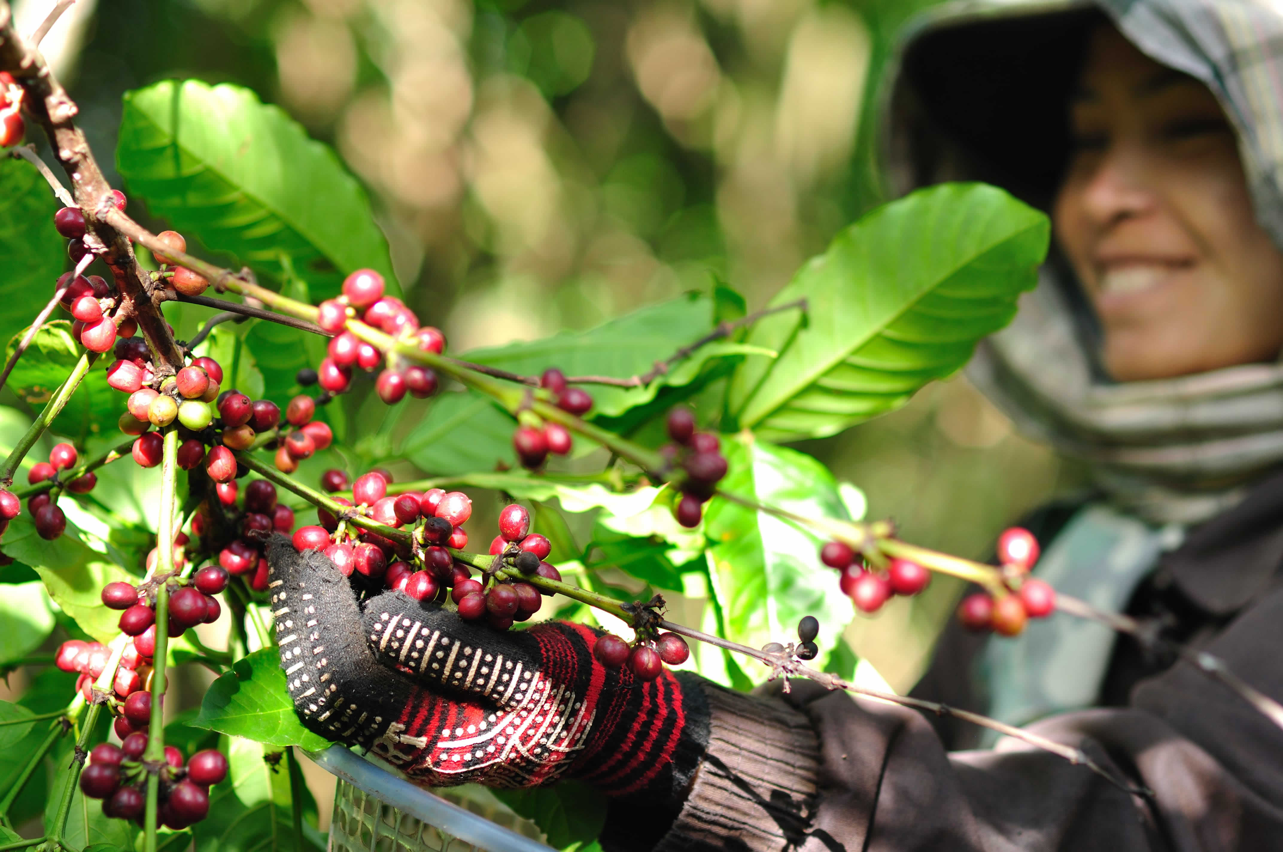 Coffee farmer in Vietnam ©ICCO/GREENcoffee project